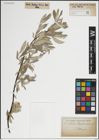 Foto von Salix lapponum L.